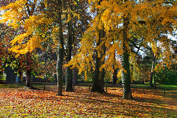 Image showing Forest in autumn