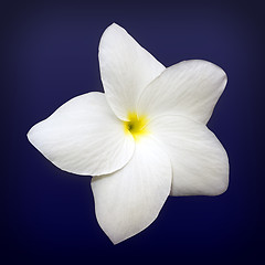 Image showing white flower