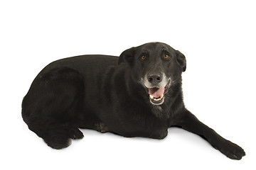 Image showing Happy Adult Black Labrador Retriever dog isolated on White