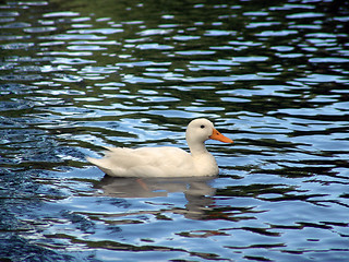 Image showing White Duck iin Public Gardens