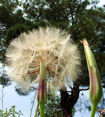 Image showing The dandelion and the tree