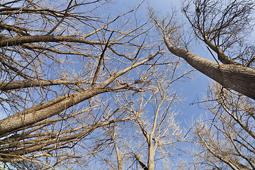 Image showing winter trees and sky