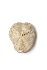 Image showing Fossilized sea urchin isolated 