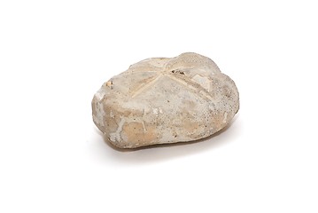 Image showing Fossilized sea urchin isolated