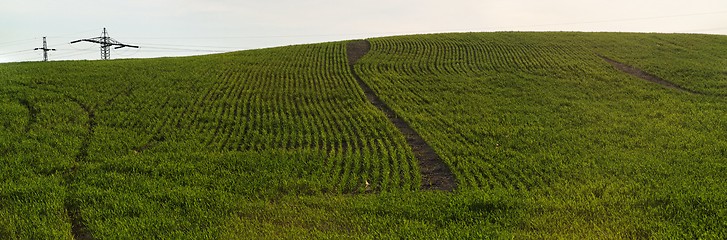 Image showing Green meadow hill 