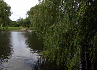 Image showing Boston Public Gardens Willow Tree