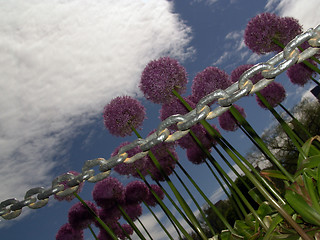 Image showing Surreal Flowers Restrained by Chain