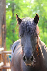 Image showing brown horse portrait