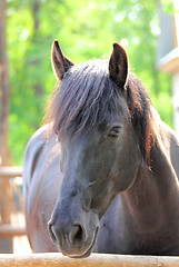 Image showing horse portrait