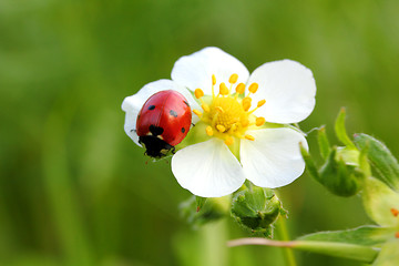 Image showing ladybug on white flower macro