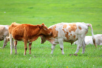 Image showing young bulls on green meadow