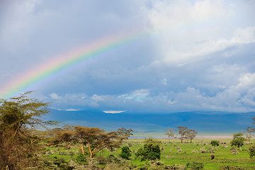 Image showing Rainbow and elephant