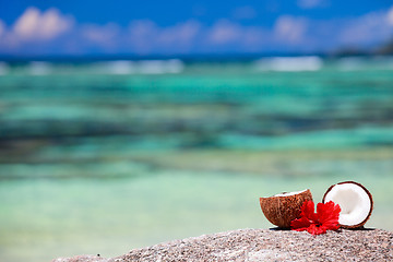 Image showing Coconut on tropical coast