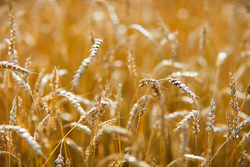 Image showing Golden wheat field