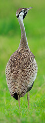 Image showing Hartlaubs bustard