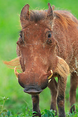 Image showing Warthog