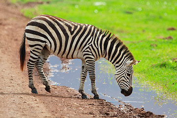 Image showing Zebra