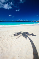 Image showing Palm tree shadow on beach