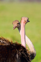 Image showing Ostrich family