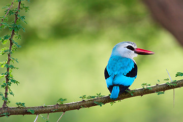 Image showing Woodland kingfisher