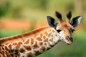 Image showing Young giraffe