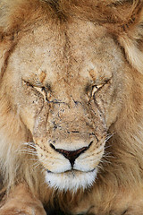 Image showing Lion