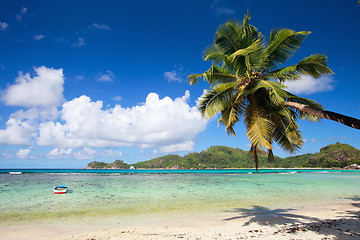 Image showing Palm tree hanging over beach