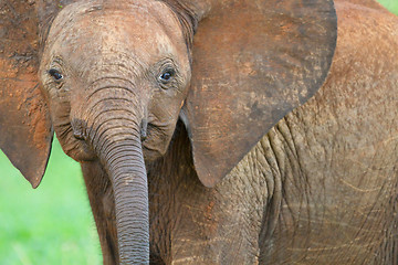 Image showing Baby elephant