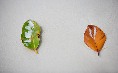 Image showing Two leaves on beach