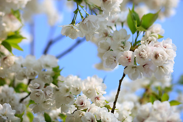 Image showing Wild cherry