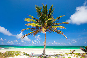 Image showing Coconut palm at beach