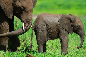 Image showing Elephants