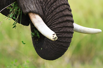 Image showing Elephant closeup