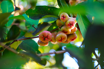 Image showing Rose apple branch