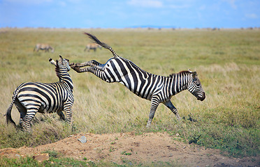 Image showing Zebras