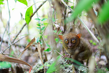 Image showing Tarsier