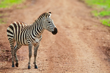 Image showing Zebra