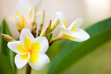 Image showing Frangipani flowers