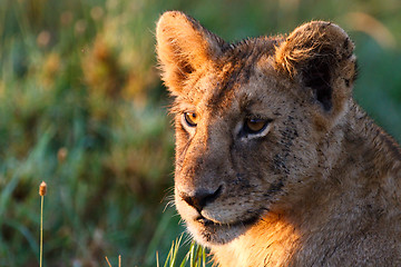 Image showing Young lion