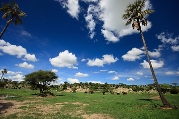 Image showing Elephants in Tarangire