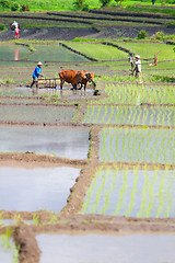 Image showing Farmer with buffaloes working on rice field