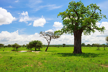 Image showing Tarangire landscape in Tanzania