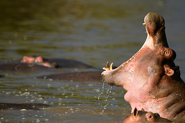 Image showing Hippo