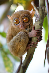 Image showing Tarsier