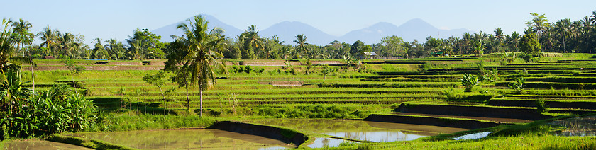 Image showing Rice paddy