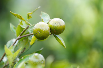 Image showing Tangerines on tree branch