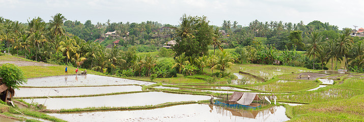 Image showing Rice paddy