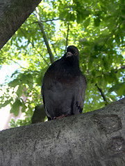 Image showing Pigeon North End Tree