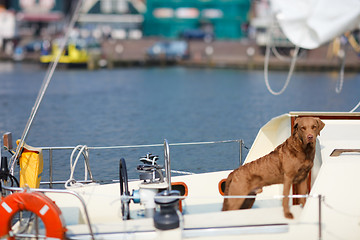 Image showing Dog on yacht