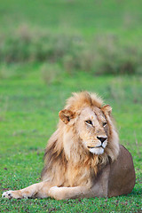 Image showing Lion